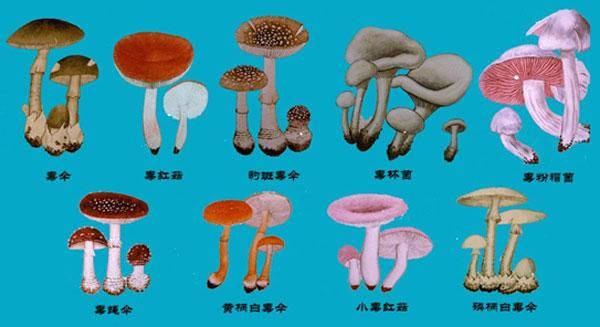 ec186d8b104e4c34a28042f1c98a5c38.jpg