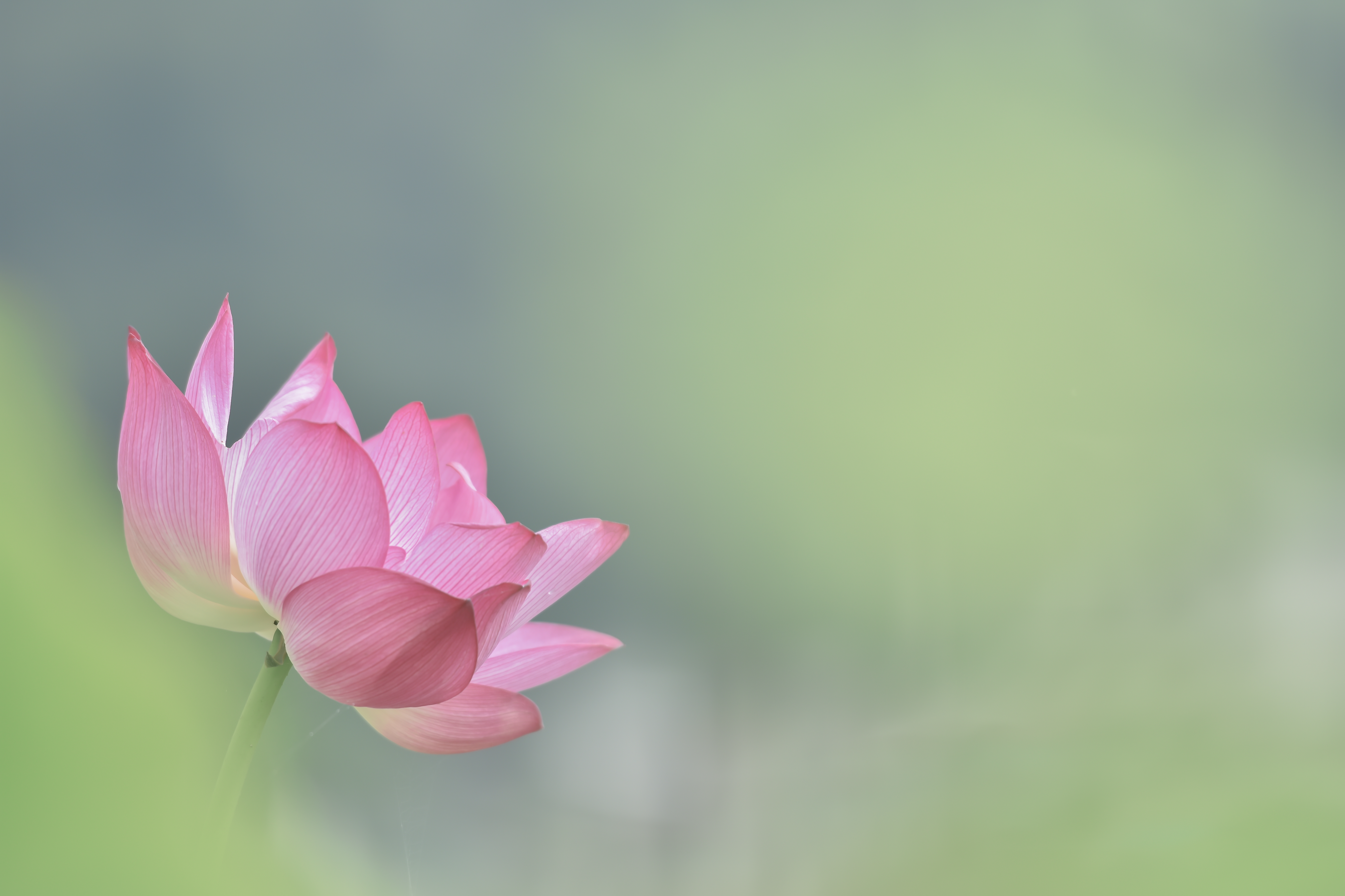 1c267673f3ea4559a1cb6d3b01a84db7.jpg
