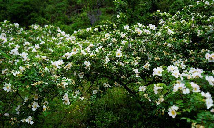 新寨村金樱子开花啦一山洁白