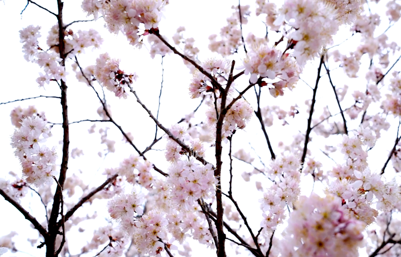 495389bab7894570a025f62aaefd9068.png